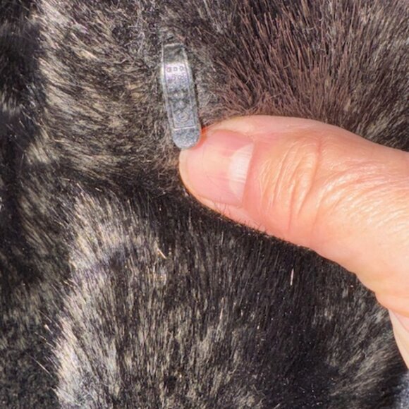 Hooded Faux Fur Coat - Jones of New York - Picture 4 of 5